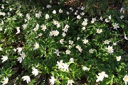 12 Anemoni dei boschi (Anemone nemorosa)